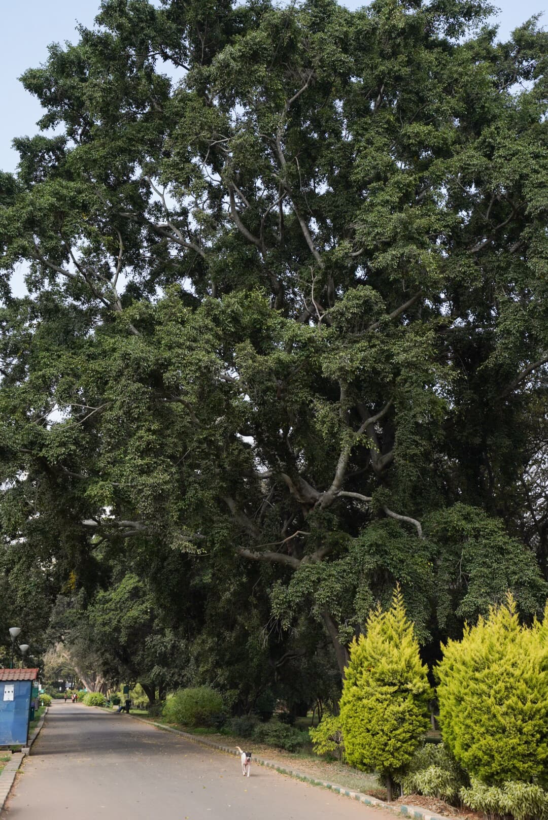 <span class="text-2xl font-bold text-white">Park in Bangalore</span>