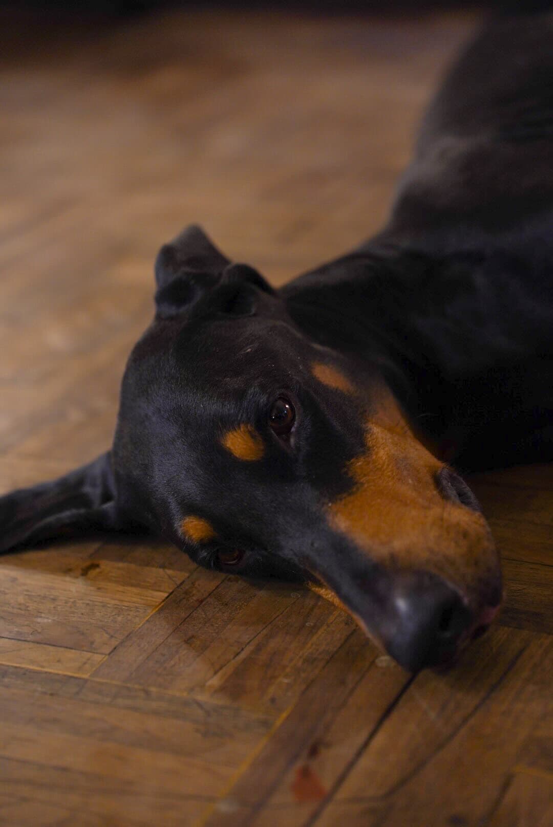 dogPune1.jpg
