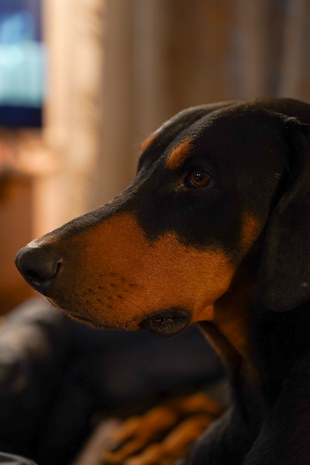 dogPune2.jpg