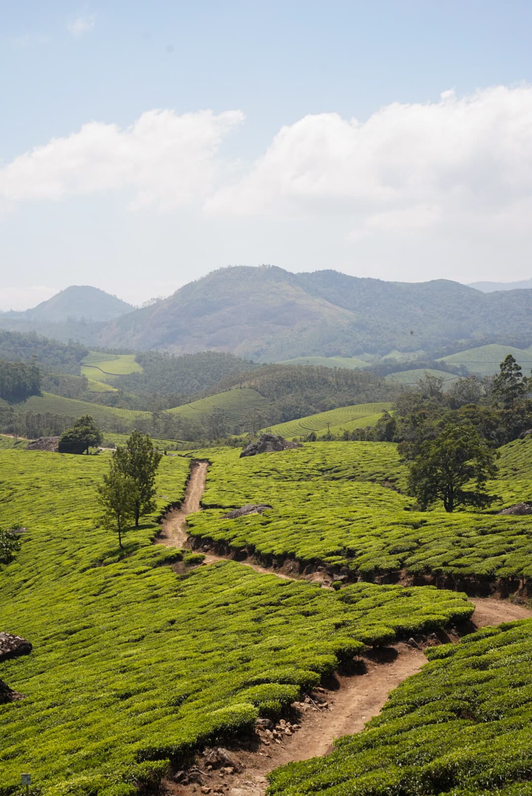 eravikulam2.jpg