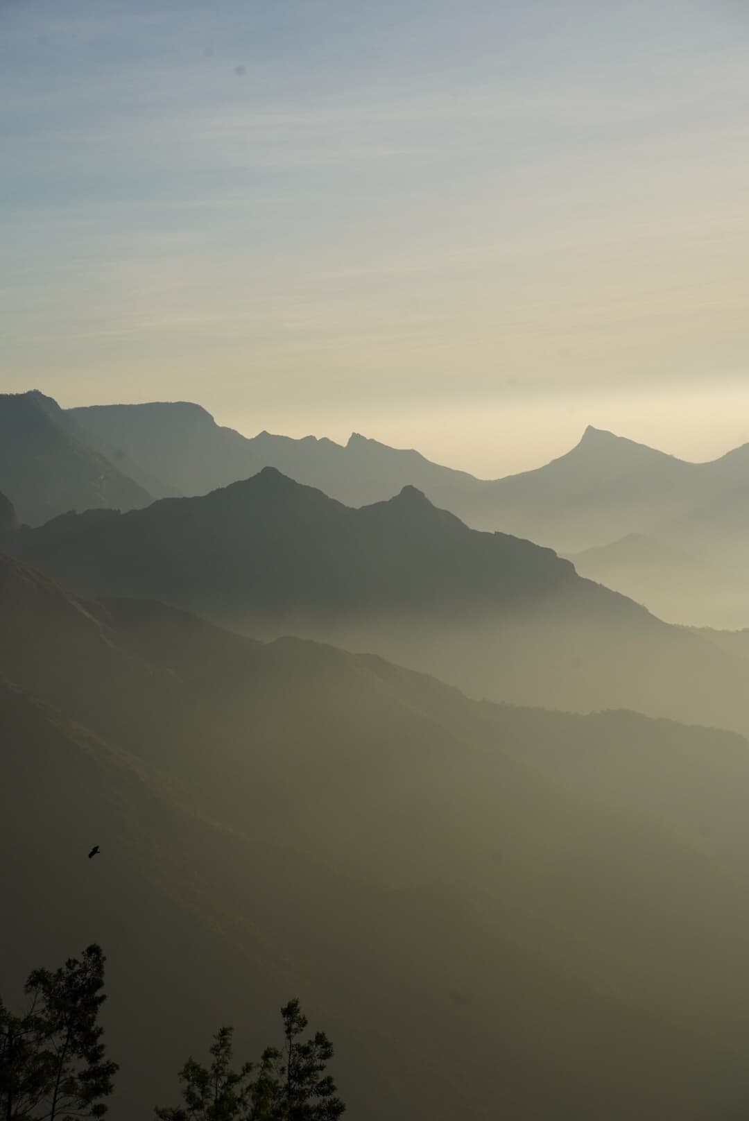 kolukkumalaiTeaEstate1.jpg