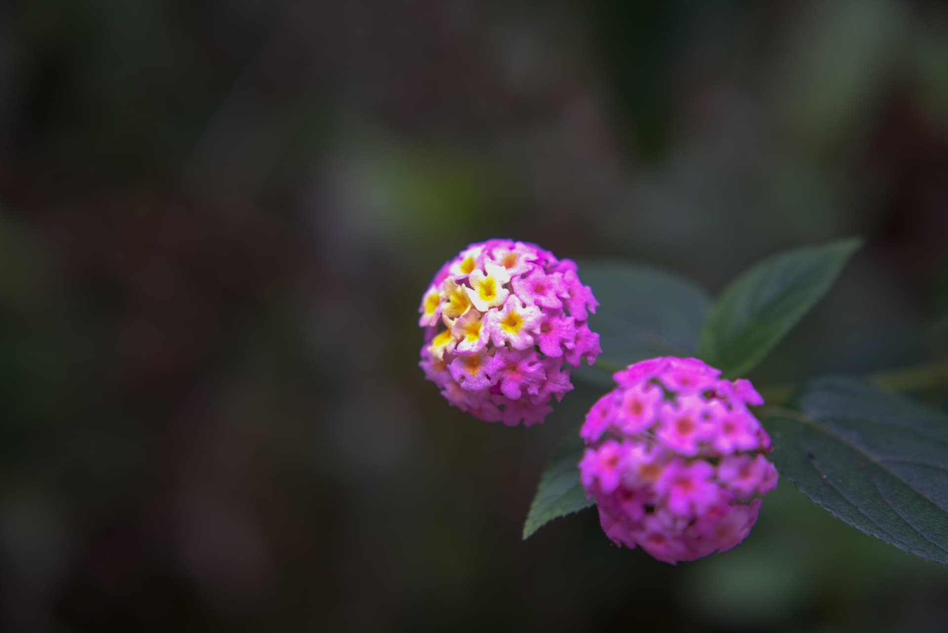 munnarFlower.jpg