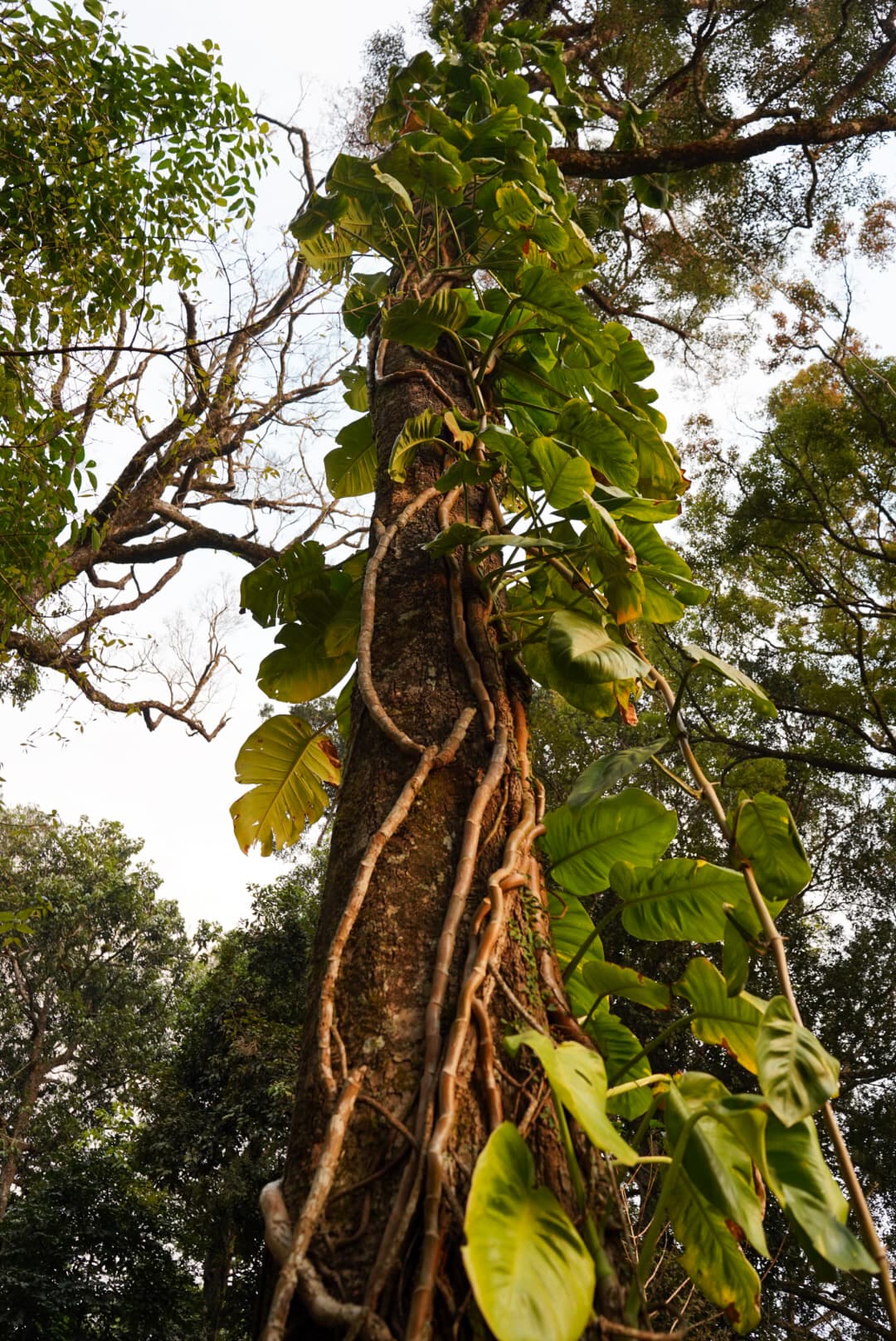 munnarTree.jpg
