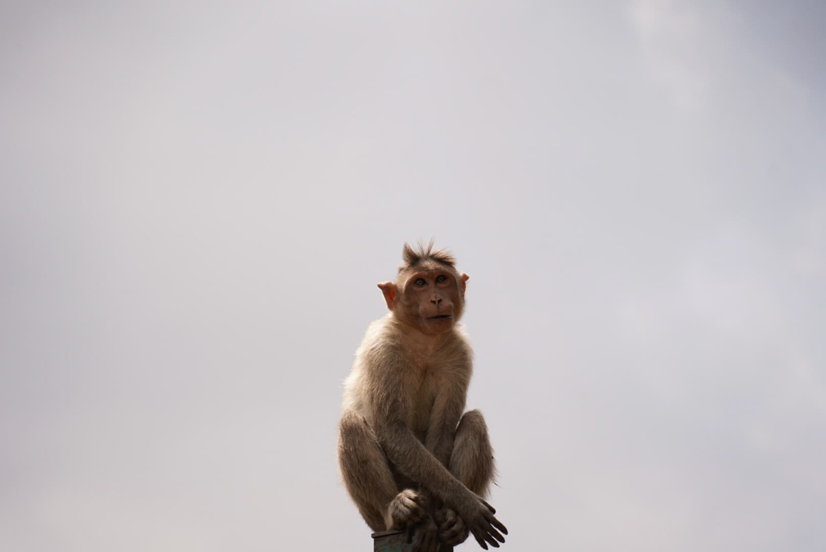 nandiHillsMonkey.jpg